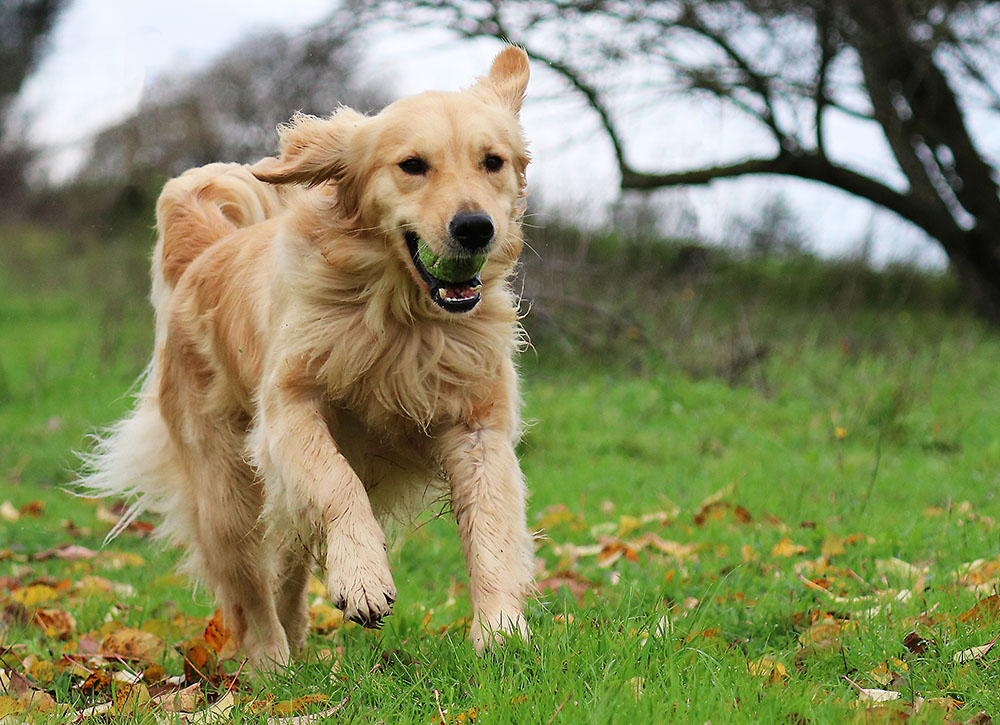Gentle Golden Retriever
